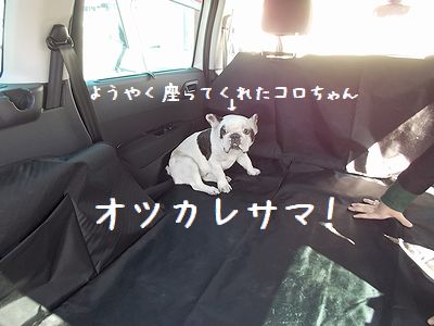 コロちゃんあらわる