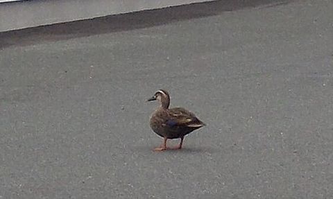 カワイイお客様