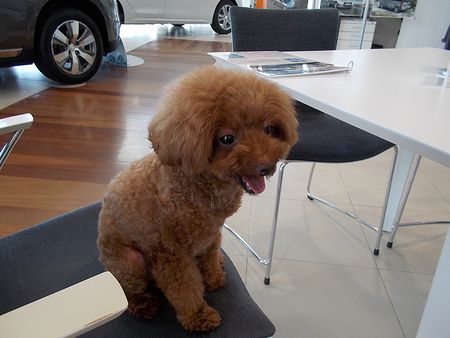 かわいいお客様