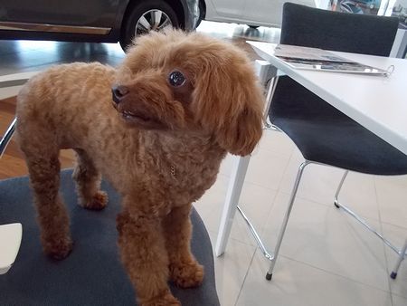 かわいいお客様