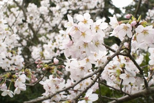 桜と団子