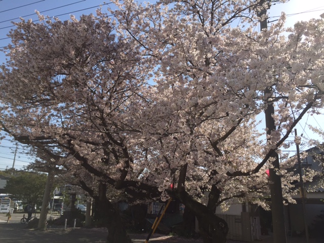 プジョー豊橋 桜を見にお出掛け