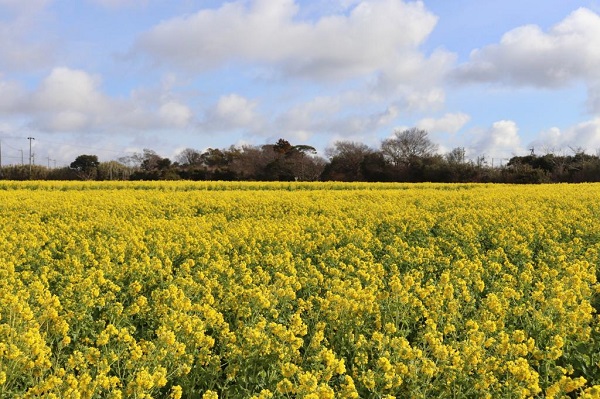 菜の花が見頃です✨