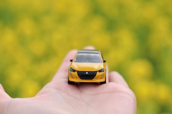 菜の花が見頃です✨