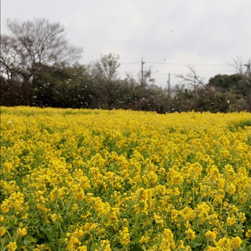 菜の花が見頃です✨