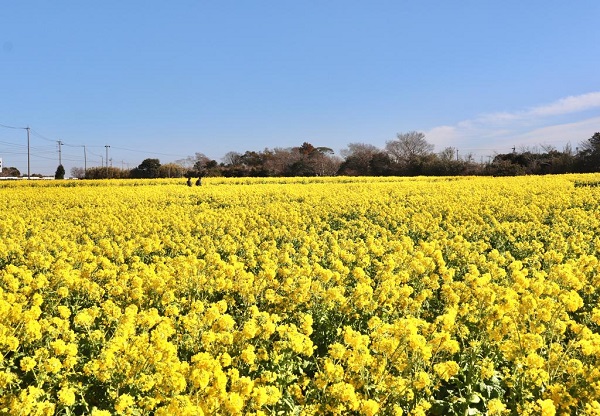 またまた菜の花畑✨