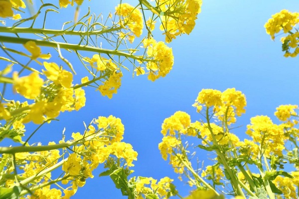 またまた菜の花畑✨