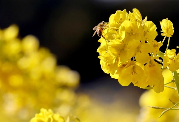 またまた菜の花畑✨