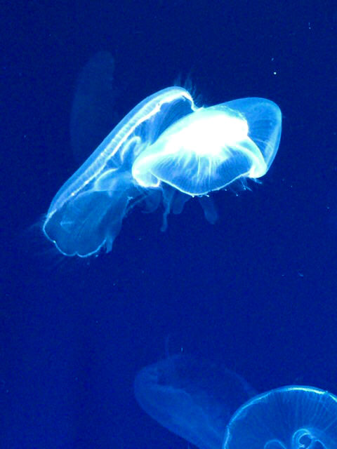 水族館♪
