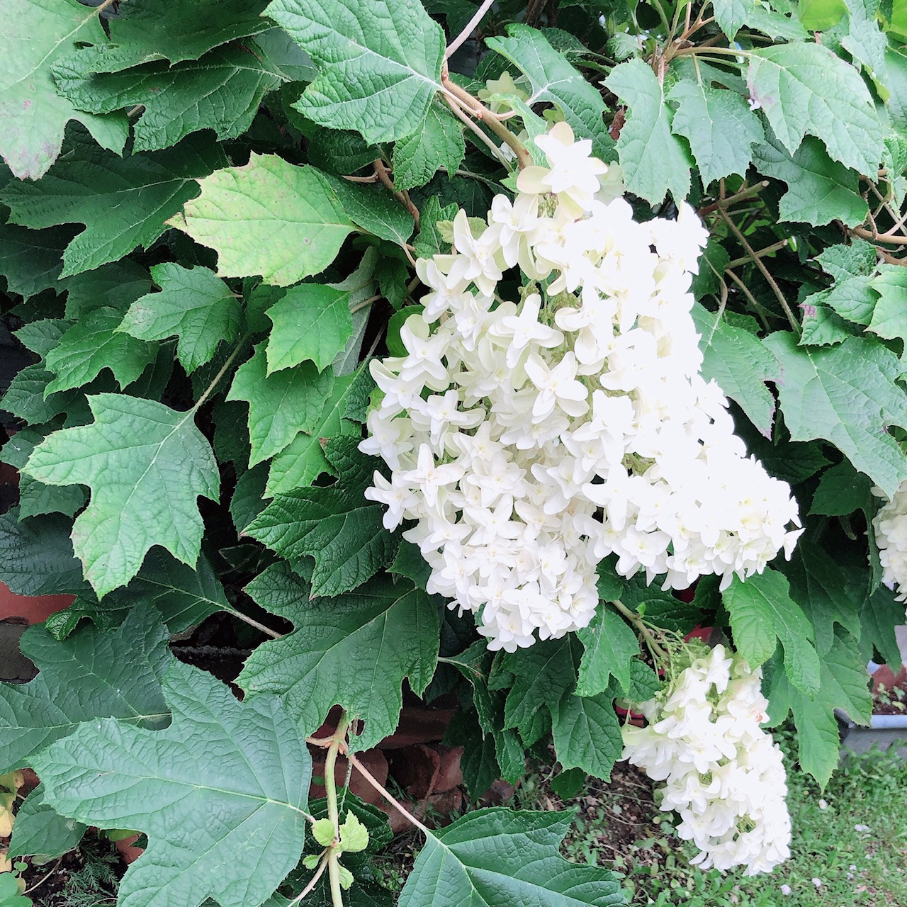 紫陽花の花