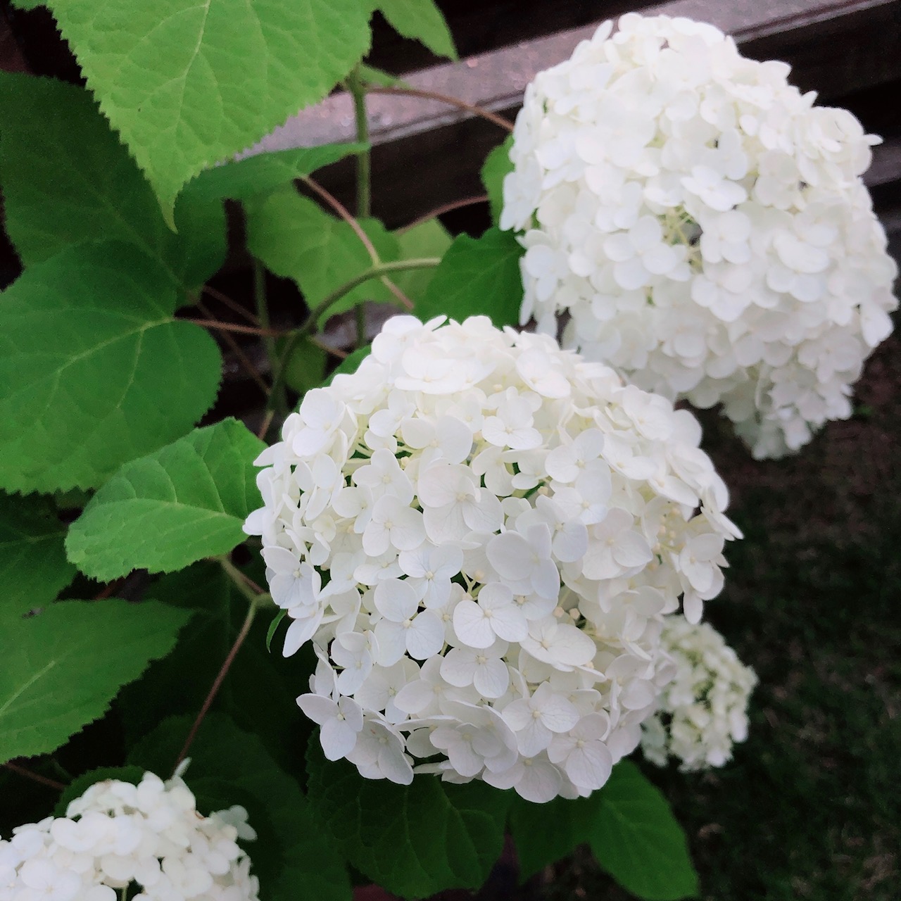 紫陽花の花