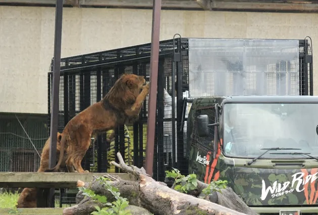 PEUGEOT LION RIDEキャンペーン